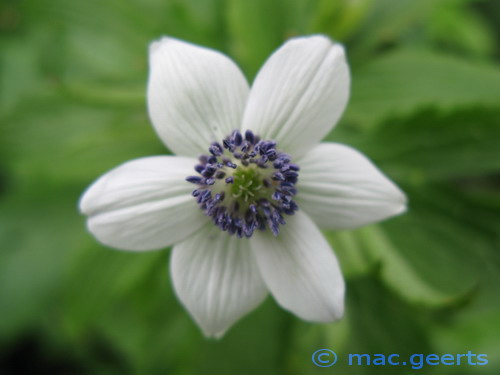 Anemone rivularis